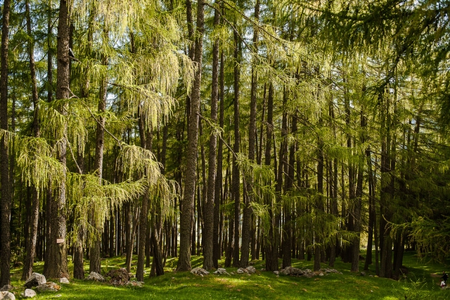 Kuse Referenzen Natur